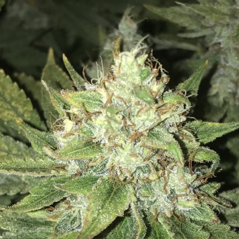 Nasiona marihuany automatyczne Strawberry Banana Auto - opis odmiany konopi