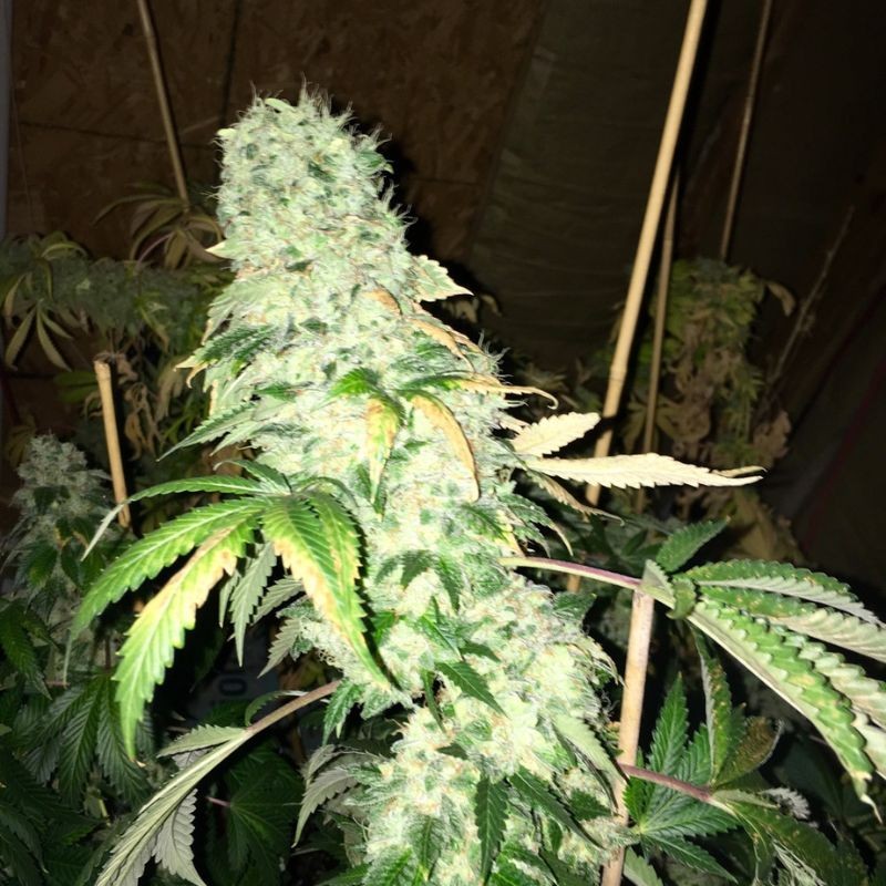 Nasiona marihuany automatyczne Stardawg Auto - opis odmiany konopi