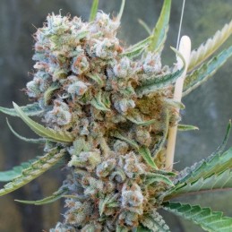 Nasiona marihuany automatyczne Smoothie Auto - opis odmiany konopi