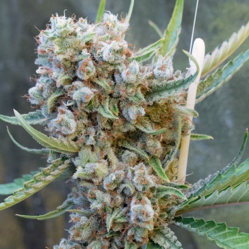 Nasiona marihuany automatyczne Smoothie Auto - opis odmiany konopi