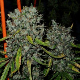 Nasiona marihuany automatyczne Six Shooter Auto - opis odmiany konopi