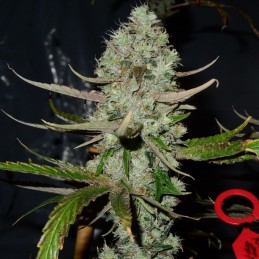 Nasiona marihuany automatyczne Rhino Ryder Auto - opis odmiany konopi