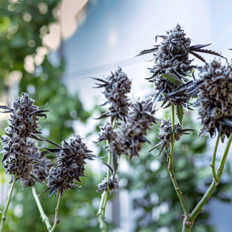 Nasiona marihuany automatyczne Purple Lemonade Auto - opis odmiany konopi