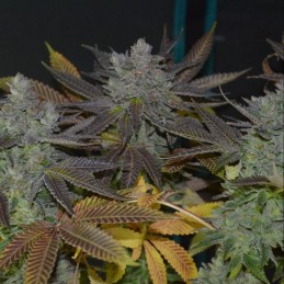 Nasiona marihuany automatyczne Original White Widow Auto - opis odmiany konopi