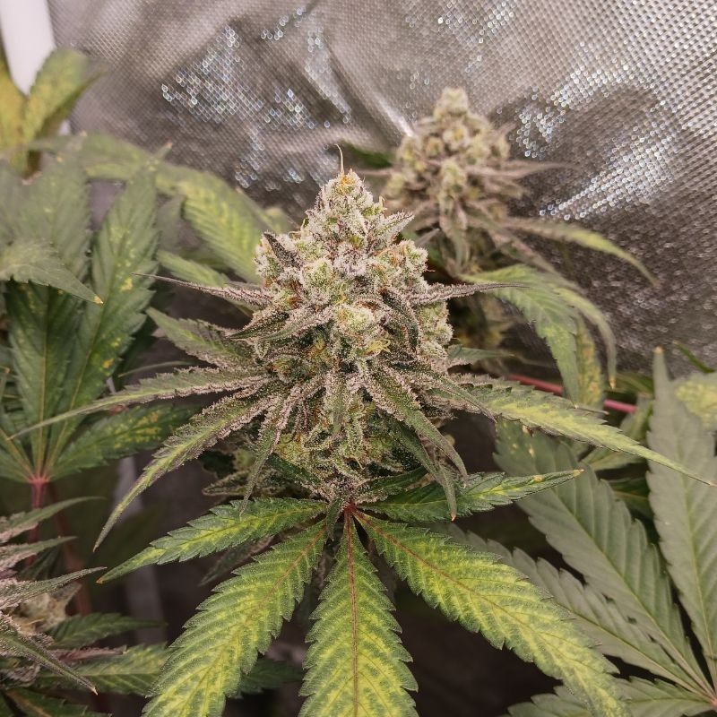 Nasiona marihuany automatyczne Original Trainwreck Auto - opis odmiany konopi