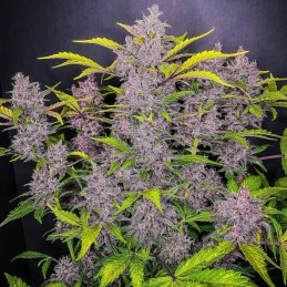 Nasiona marihuany automatyczne Blackberry Auto  - odmiana konopi