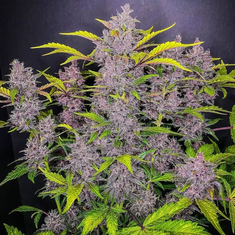 Nasiona marihuany automatyczne Blackberry Auto  - odmiana konopi
