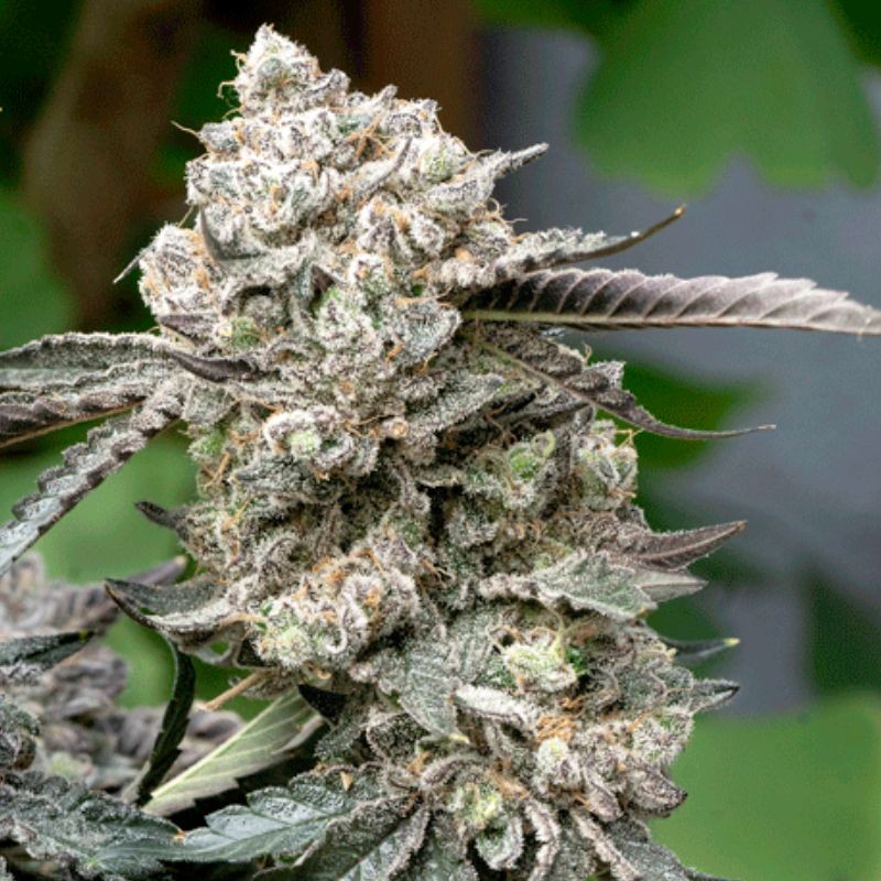 Nasiona marihuany automatyczne Original Jack Herer Auto - opis odmiany konopi