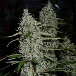 Nasiona marihuany automatyczne Original Cinderella Auto - opis odmiany konopi