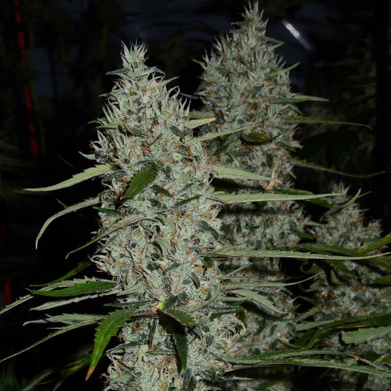 Nasiona marihuany automatyczne Original Cinderella Auto - opis odmiany konopi