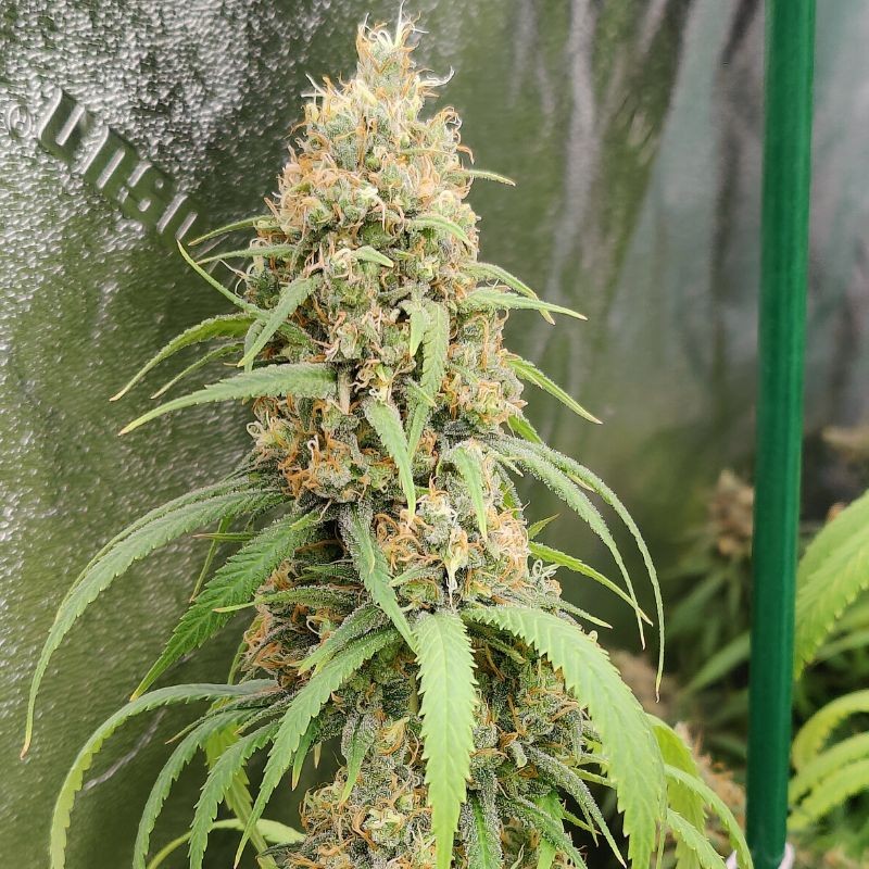 Nasiona marihuany automatyczne Original Blueberry Auto - opis odmiany konopi