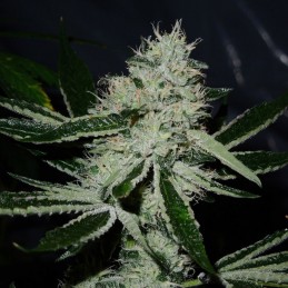Nasiona marihuany automatyczne Original Big Bud Auto - opis odmiany konopi
