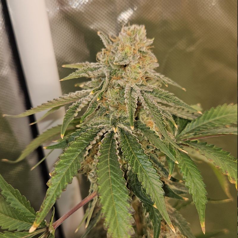 Nasiona marihuany automatyczne Original Auto Sour Diesel - opis odmiany konopi