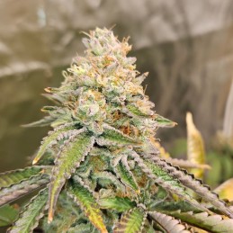 Nasiona marihuany automatyczne Original Auto Skunk - opis odmiany konopi