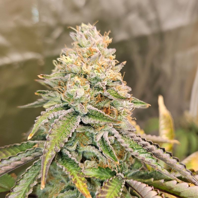 Nasiona marihuany automatyczne Original Auto Skunk - opis odmiany konopi