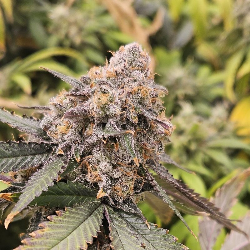 Nasiona marihuany automatyczne Blue Dream Auto - odmiana konopi