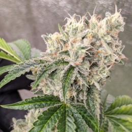 Nasiona marihuany automatyczne Original Auto OG Kush - opis odmiany konopi
