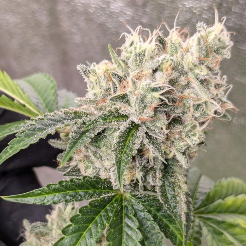 Nasiona marihuany automatyczne Original Auto OG Kush - opis odmiany konopi