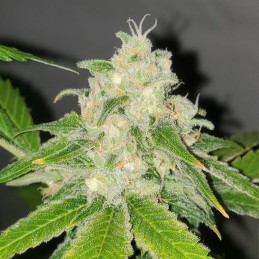 Nasiona marihuany automatyczne Original Auto Northern Lights - opis odmiany konopi