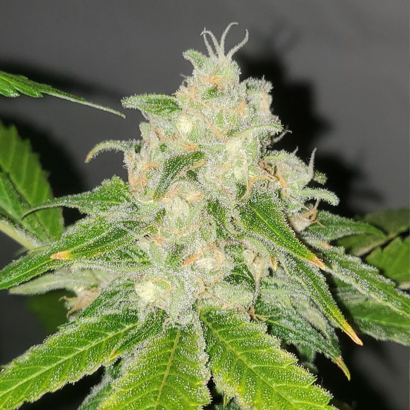 Nasiona marihuany automatyczne Original Auto Northern Lights - opis odmiany konopi