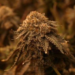 Nasiona marihuany automatyczne Original Auto Critical - opis odmiany konopi