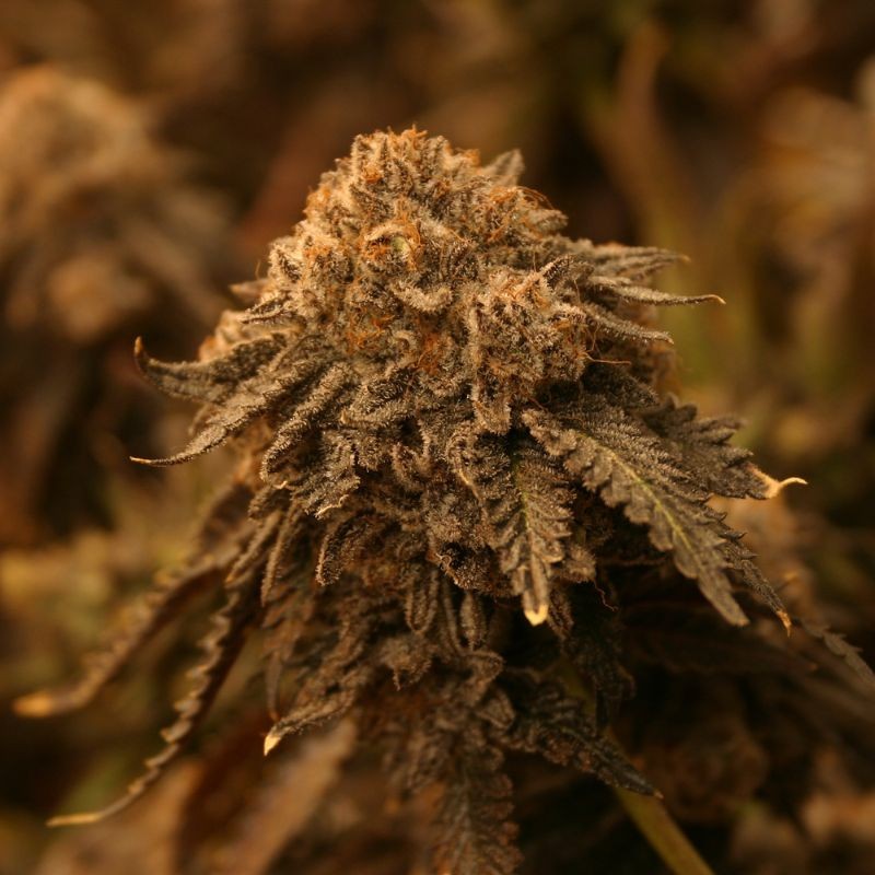 Nasiona marihuany automatyczne Original Auto Critical - opis odmiany konopi