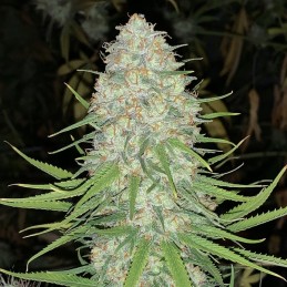 Nasiona marihuany automatyczne Original Auto Cheese - opis odmiany konopi