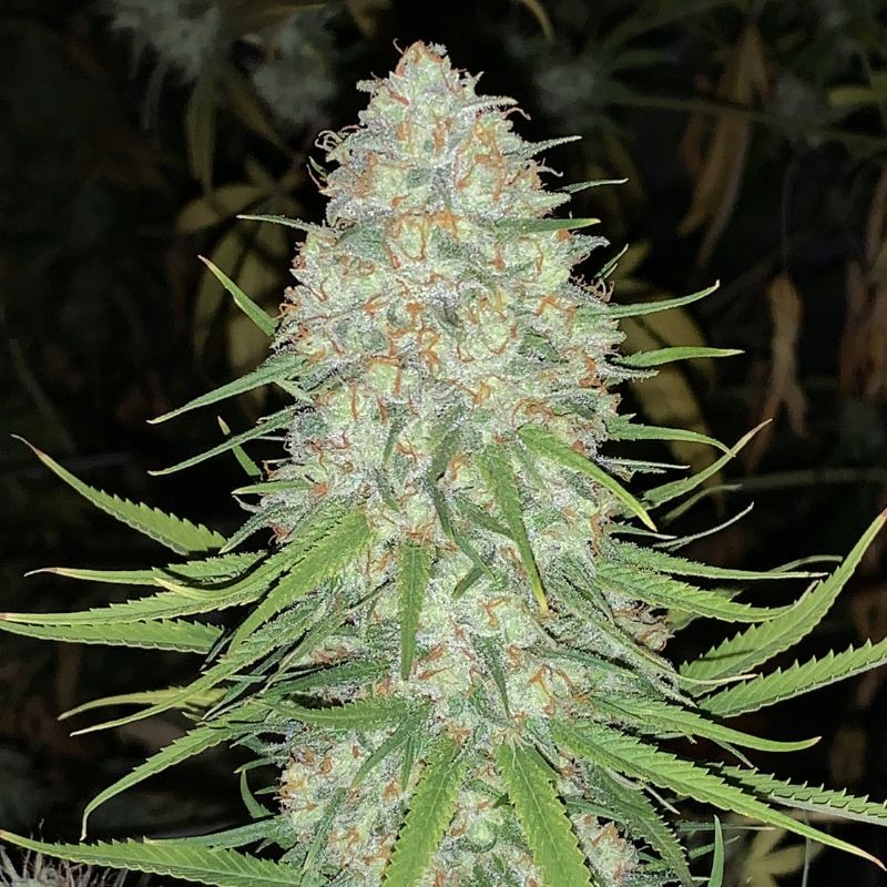 Nasiona marihuany automatyczne Original Auto Cheese - opis odmiany konopi