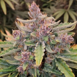 Nasiona marihuany automatyczne Original Auto Bubblegum - opis odmiany konopi