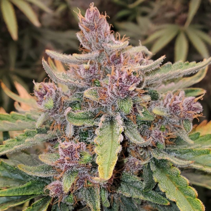 Nasiona marihuany automatyczne Original Auto Bubblegum - opis odmiany konopi