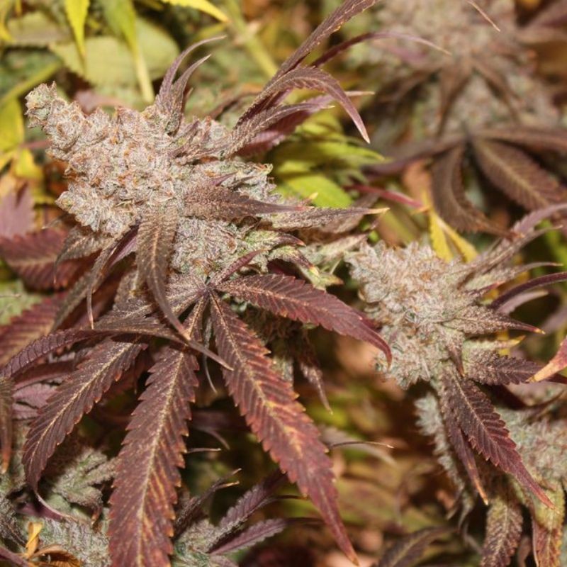 Nasiona marihuany automatyczne C4 Matic Auto - odmiana konopi