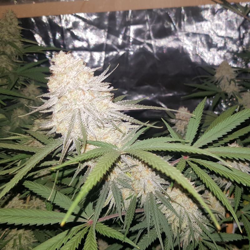Nasiona marihuany automatyczne Original Auto AK - opis odmiany konopi