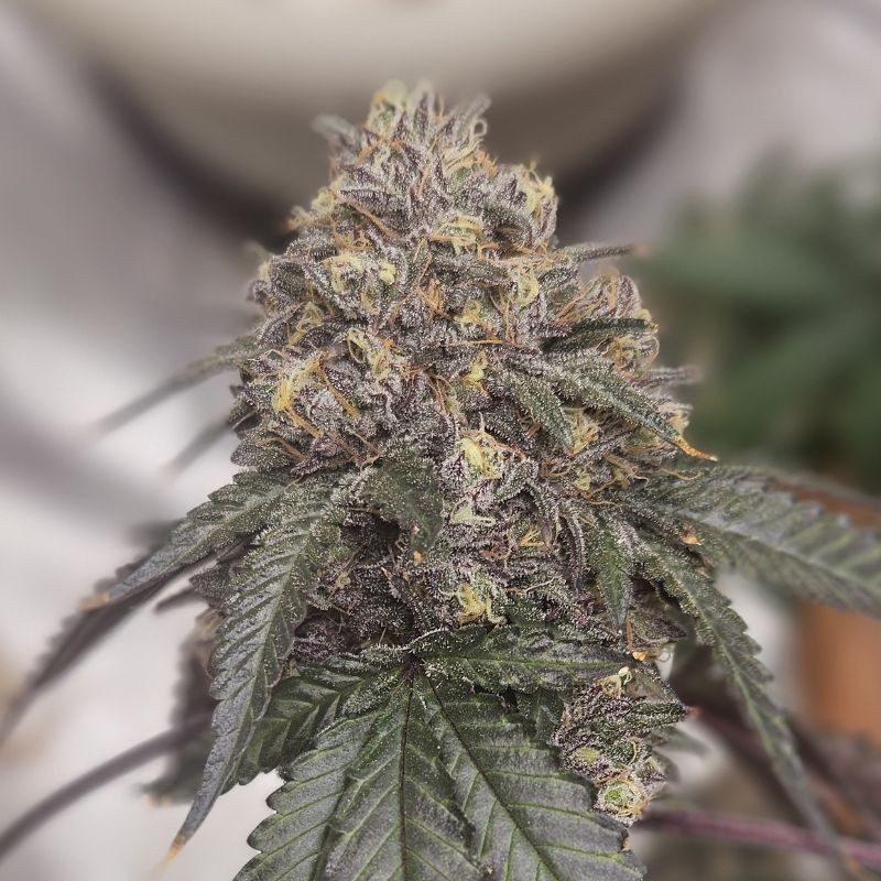 Nasiona marihuany automatyczne LSD-25 Auto - opis odmiany konopi