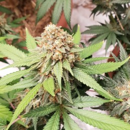 Nasiona marihuany automatyczne Mexican Airlines Auto - opis odmiany konopi