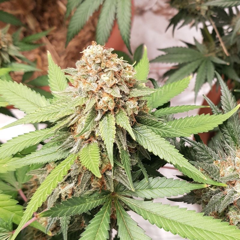 Nasiona marihuany automatyczne Mexican Airlines Auto - opis odmiany konopi