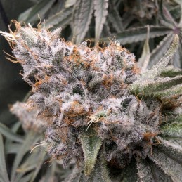 Nasiona marihuany automatyczne Californian Snow Auto - odmiana konopi