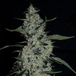 Nasiona marihuany automatyczne G14 Auto - odmiana konopi