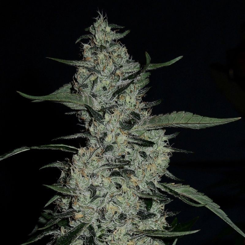 Nasiona marihuany automatyczne G14 Auto - odmiana konopi
