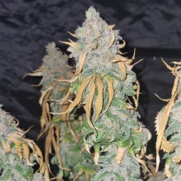 Nasiona marihuany automatyczne Original Auto Amnesia Haze - opis odmiany konopi
