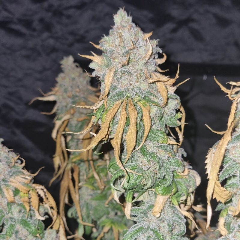 Nasiona marihuany automatyczne Original Auto Amnesia Haze - opis odmiany konopi