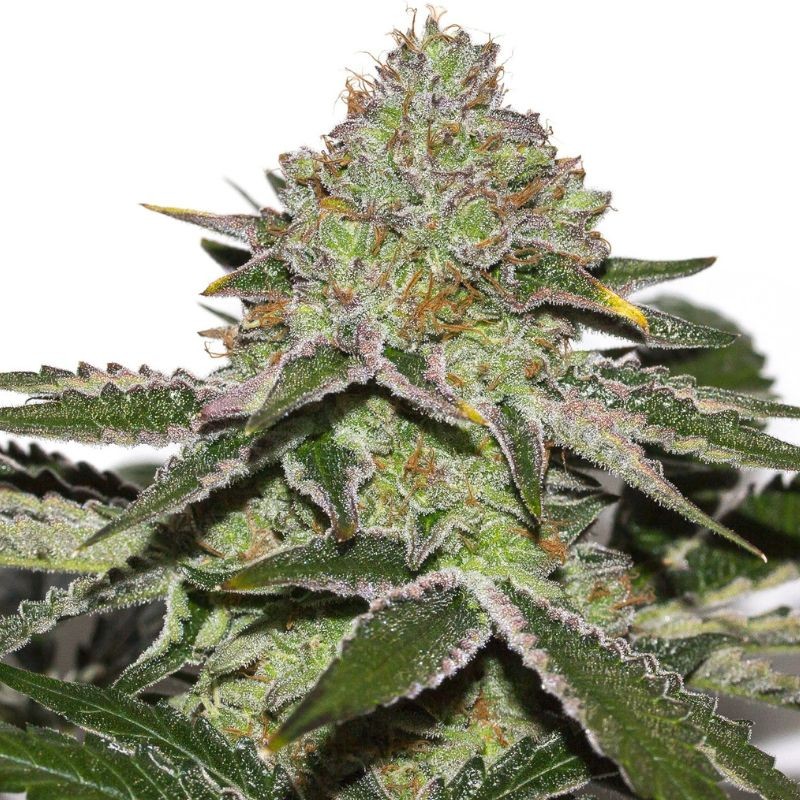 Nasiona marihuany automatyczne Original Afghan Kush Auto - opis odmiany konopi