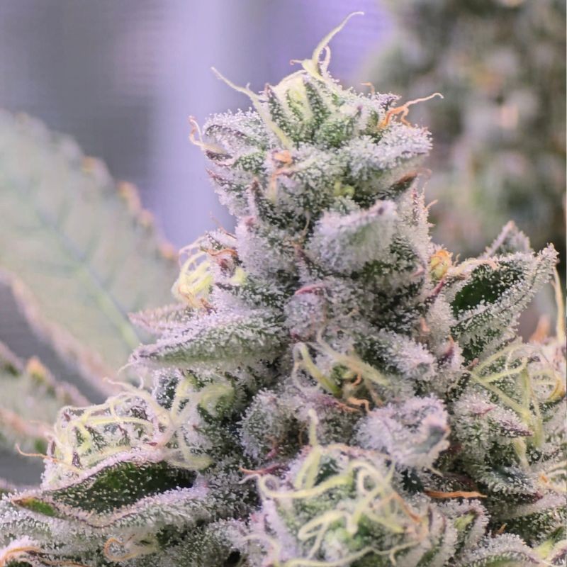 Nasiona marihuany automatyczne Orange Sherbet Auto - opis odmiany konopi