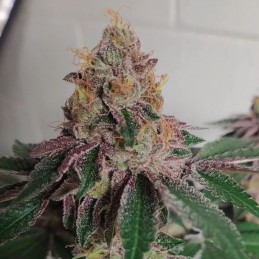 Medyczne nasiona marihuany CBD Auto 20:1 - odmiana konopi