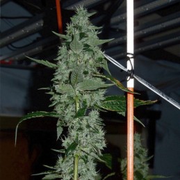 Nasiona marihuany automatyczne Lemon Pie Auto - opis odmiany konopi