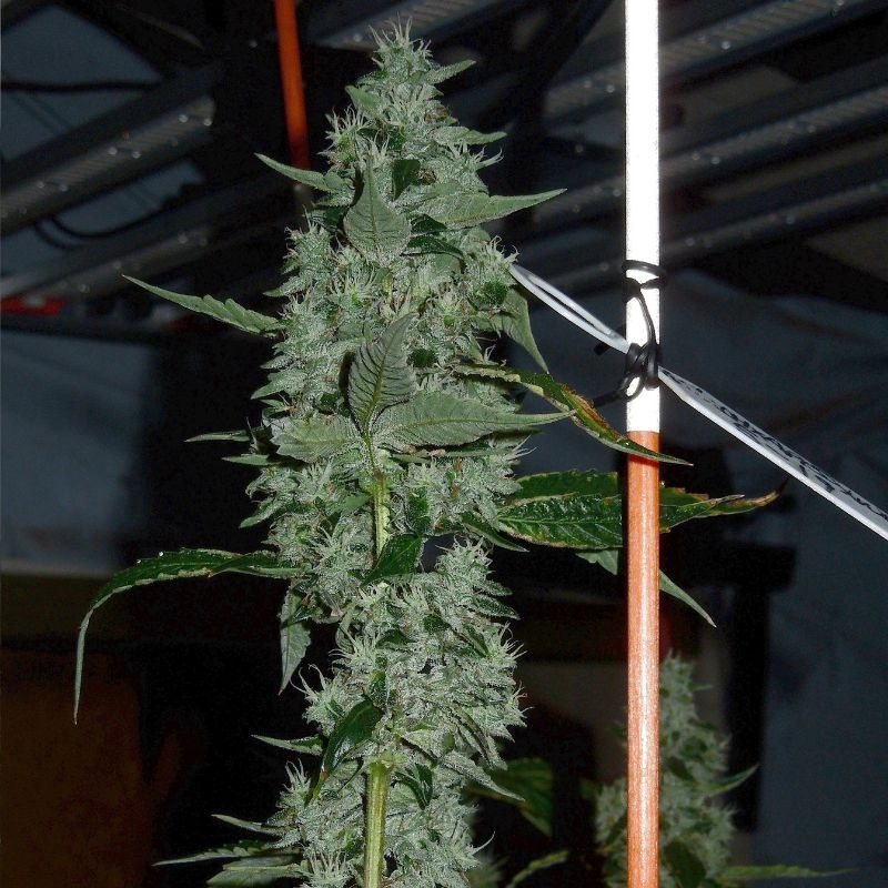 Nasiona marihuany automatyczne Lemon Pie Auto - opis odmiany konopi