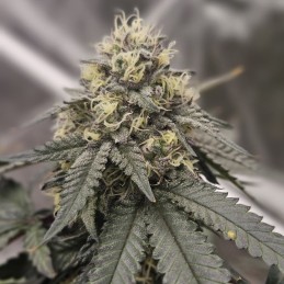 Nasiona marihuany automatyczne Gorilla Punch Auto - odmiana konopi