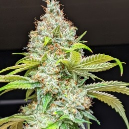 Nasiona marihuany automatyczne Lemon AK Auto - opis odmiany konopi