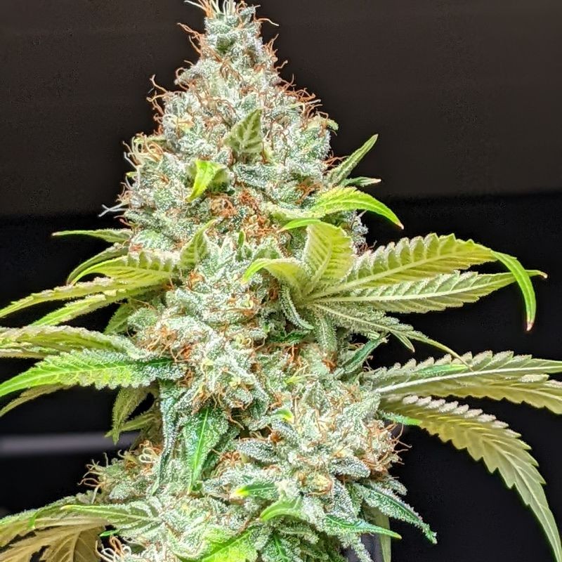 Nasiona marihuany automatyczne Lemon AK Auto - opis odmiany konopi