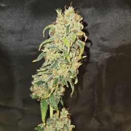Nasiona marihuany automatyczne Forbidden Runtz Auto - odmiana konopi