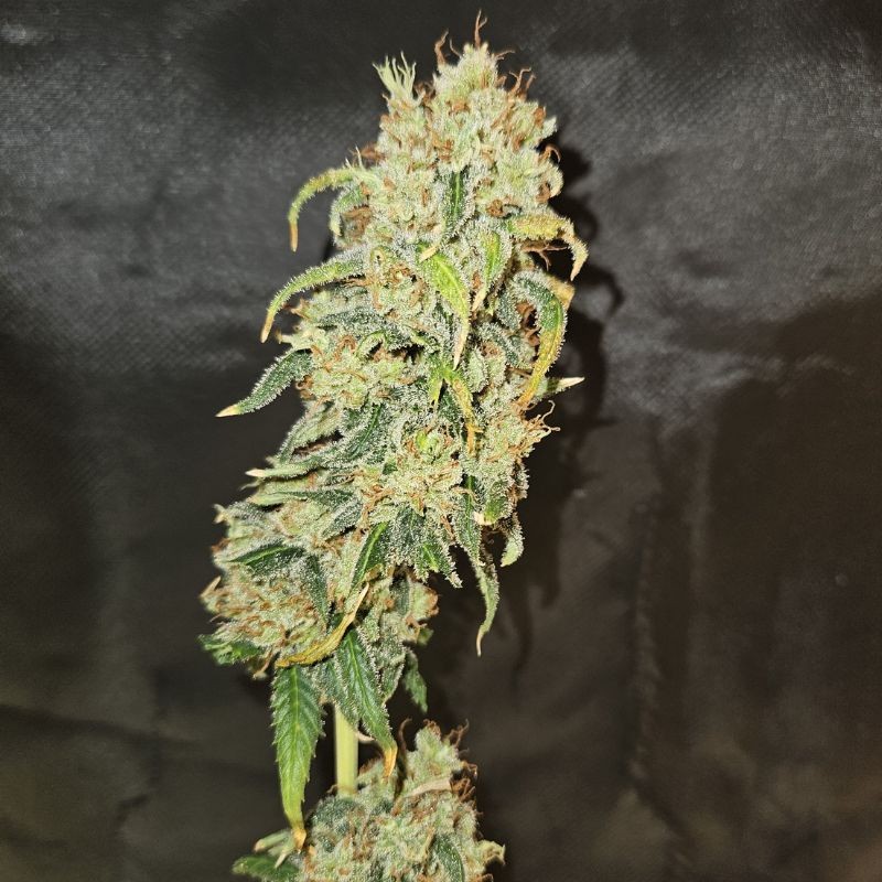 Nasiona marihuany automatyczne Forbidden Runtz Auto - odmiana konopi